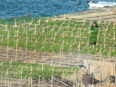 20110216四万十川の青のりの採取